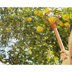 Colhedor de Frutas em Aço Médio TRAMONTINA / REF. 77819051