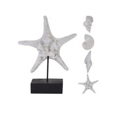 Concha Estrela do Mar Decorativa 4 Formas - Ref. 252120320 - EXCELLENT HOUSEWARE