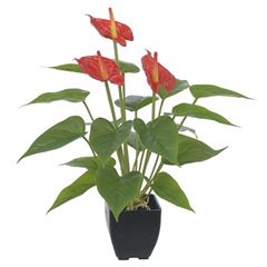 Árvore Antúrio 42cm com Pote Vemelho FLORARTE / REF. 41032001