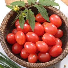 Semente Tomate Carolina FELTRIN / REF. 093.0697.EVEC