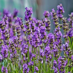 Semente Alfazema ou Lavanda FELTRIN / REF. 096.0601.EVEC